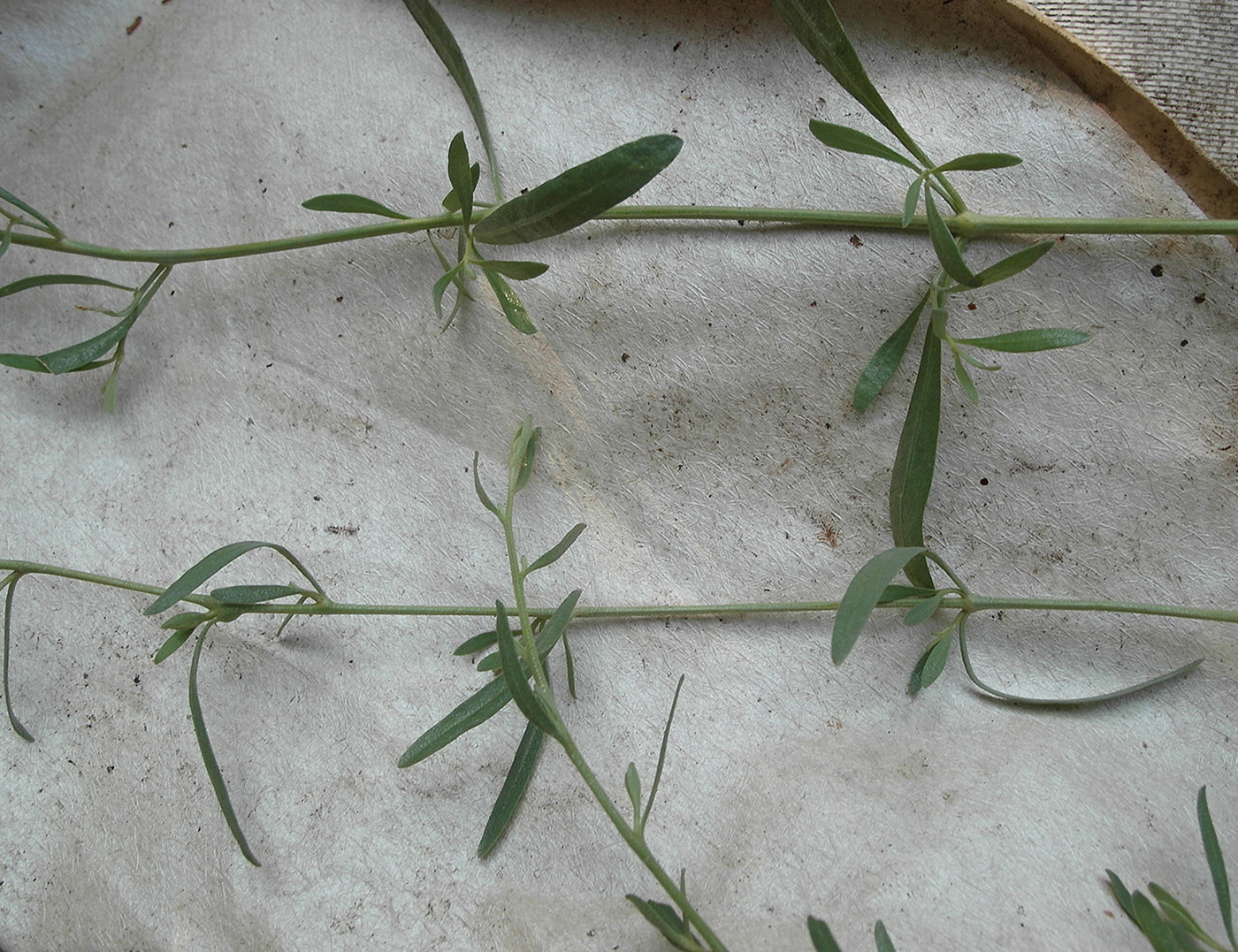 Изображение особи семейство Chenopodiaceae.