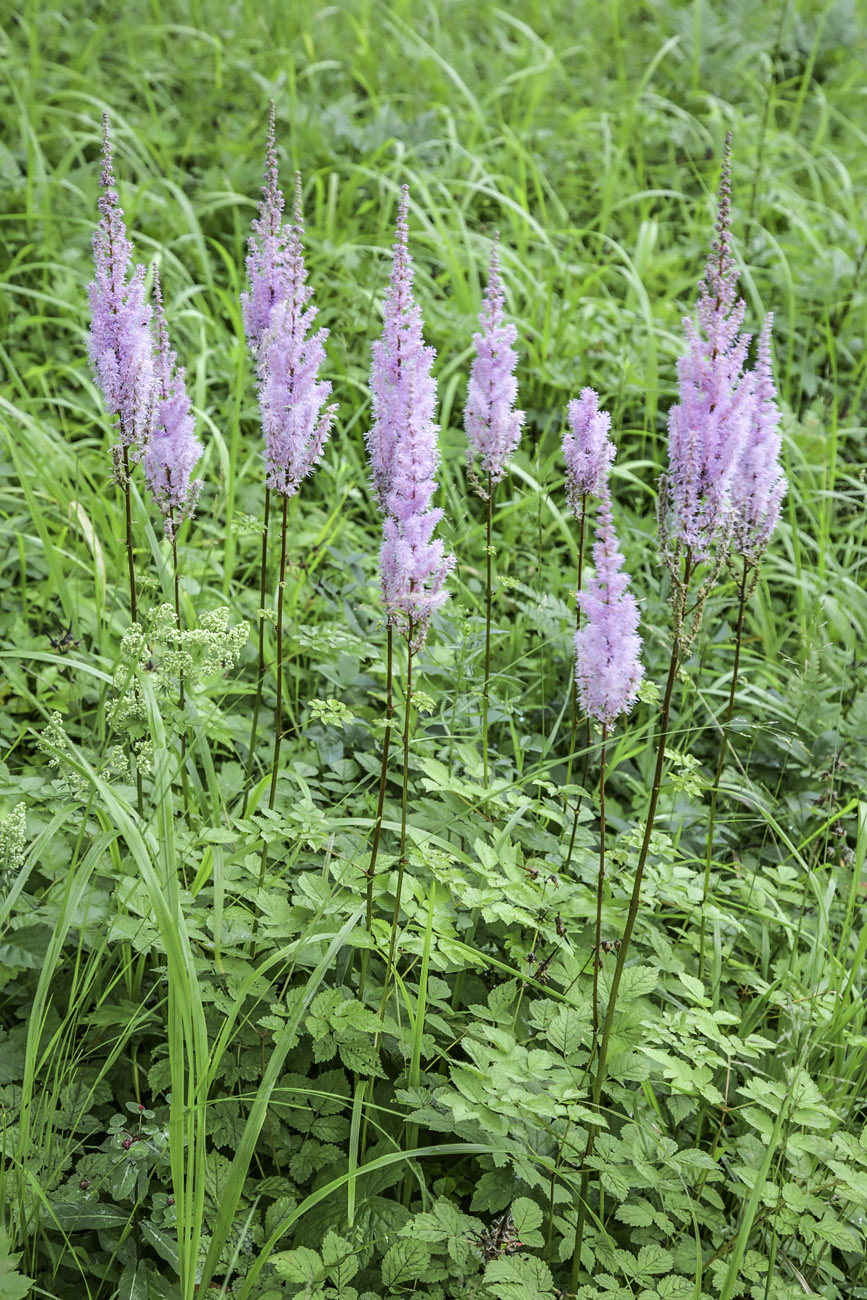Изображение особи Astilbe chinensis.