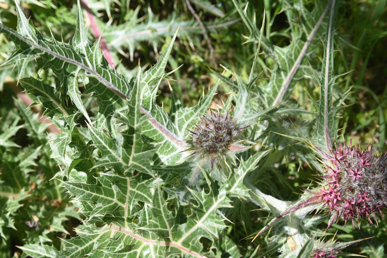 Image of Gundelia tournefortii specimen.