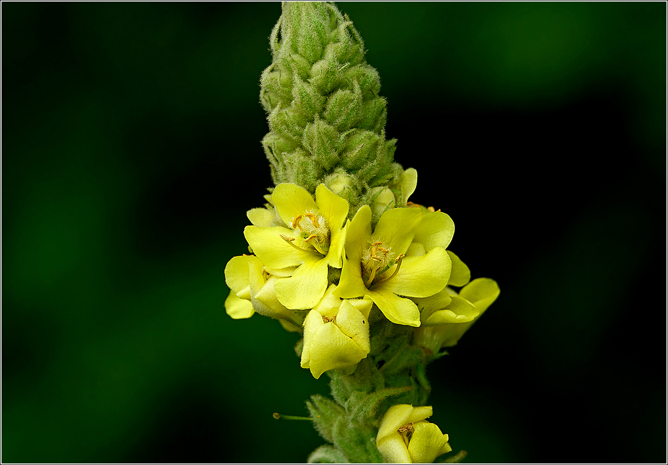 Изображение особи Verbascum thapsus.