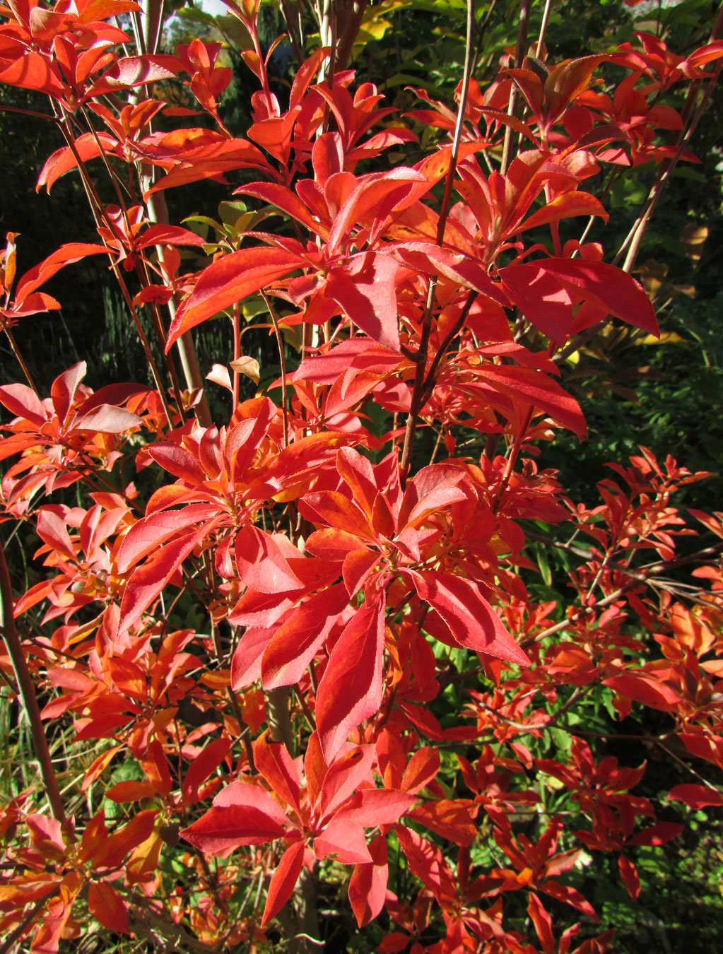 Image of Enkianthus campanulatus specimen.