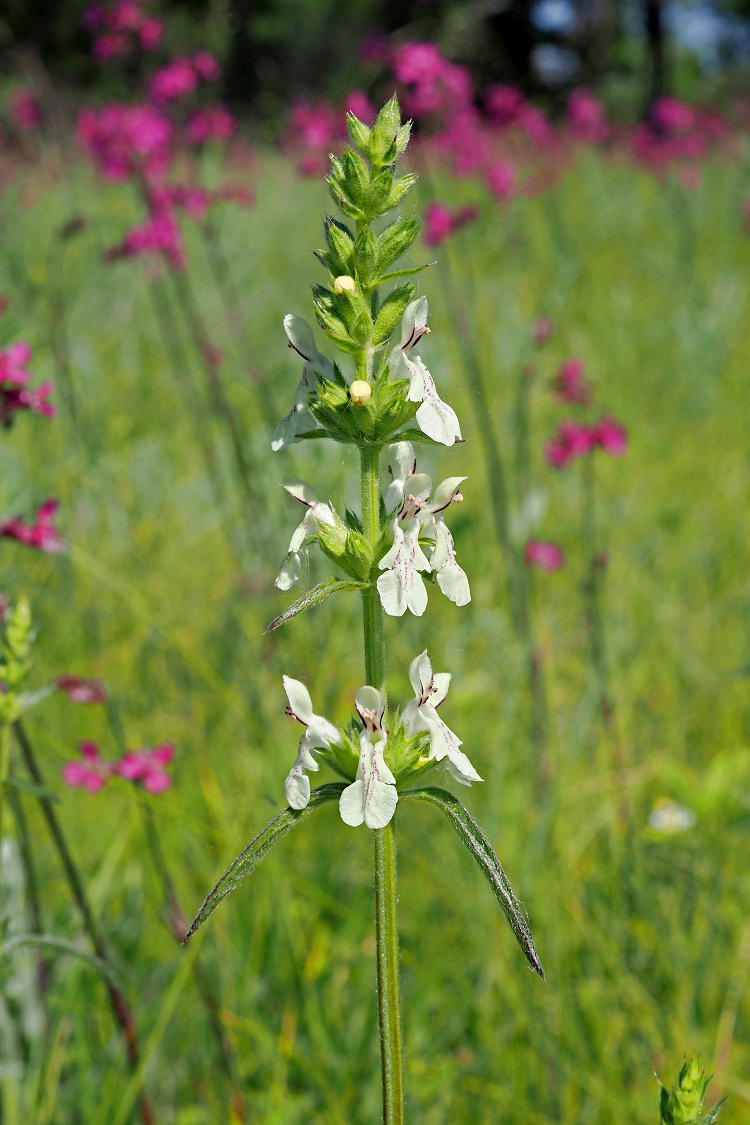 Изображение особи Stachys recta.