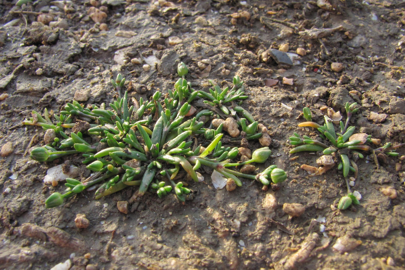 Image of Sagina maritima specimen.