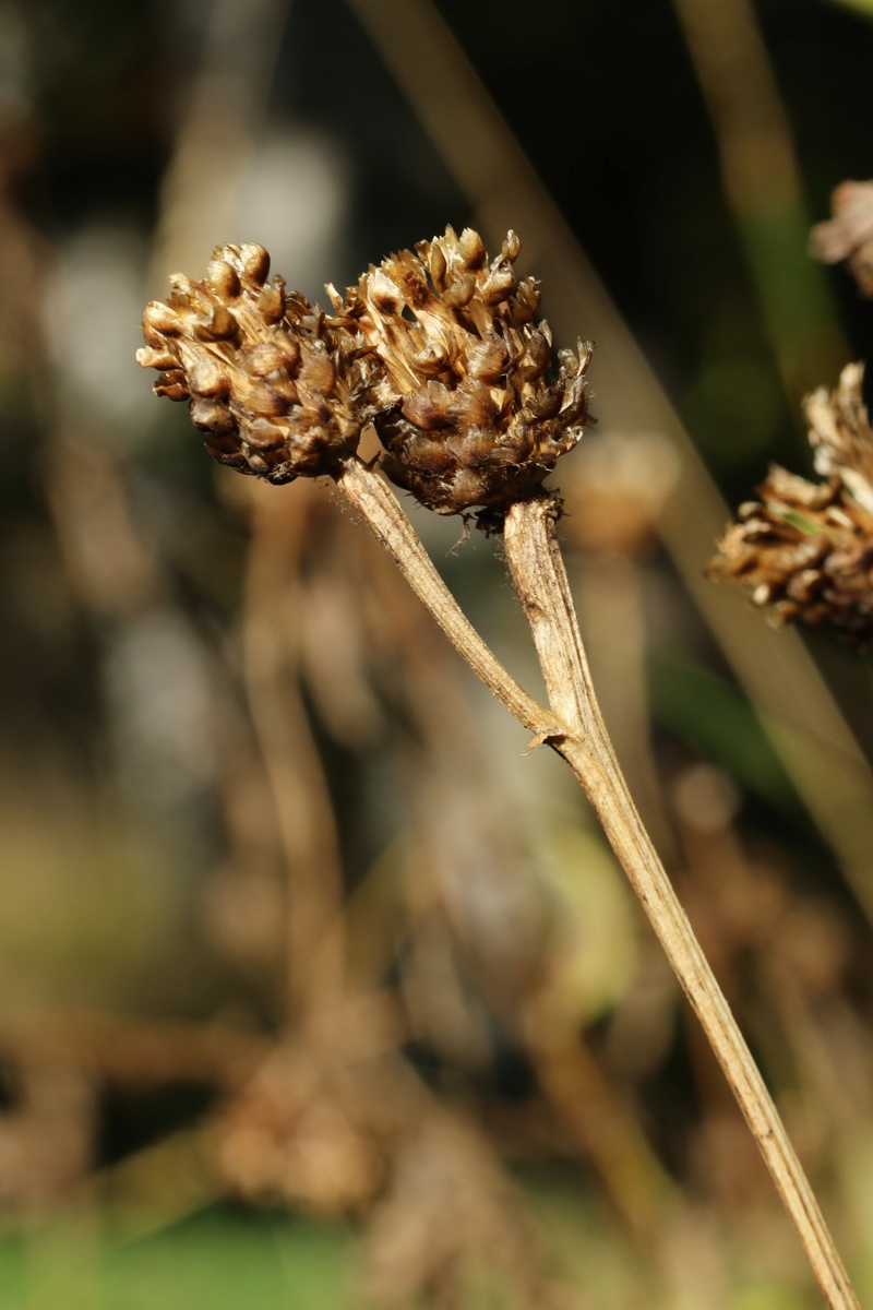 Изображение особи Centaurea jacea.