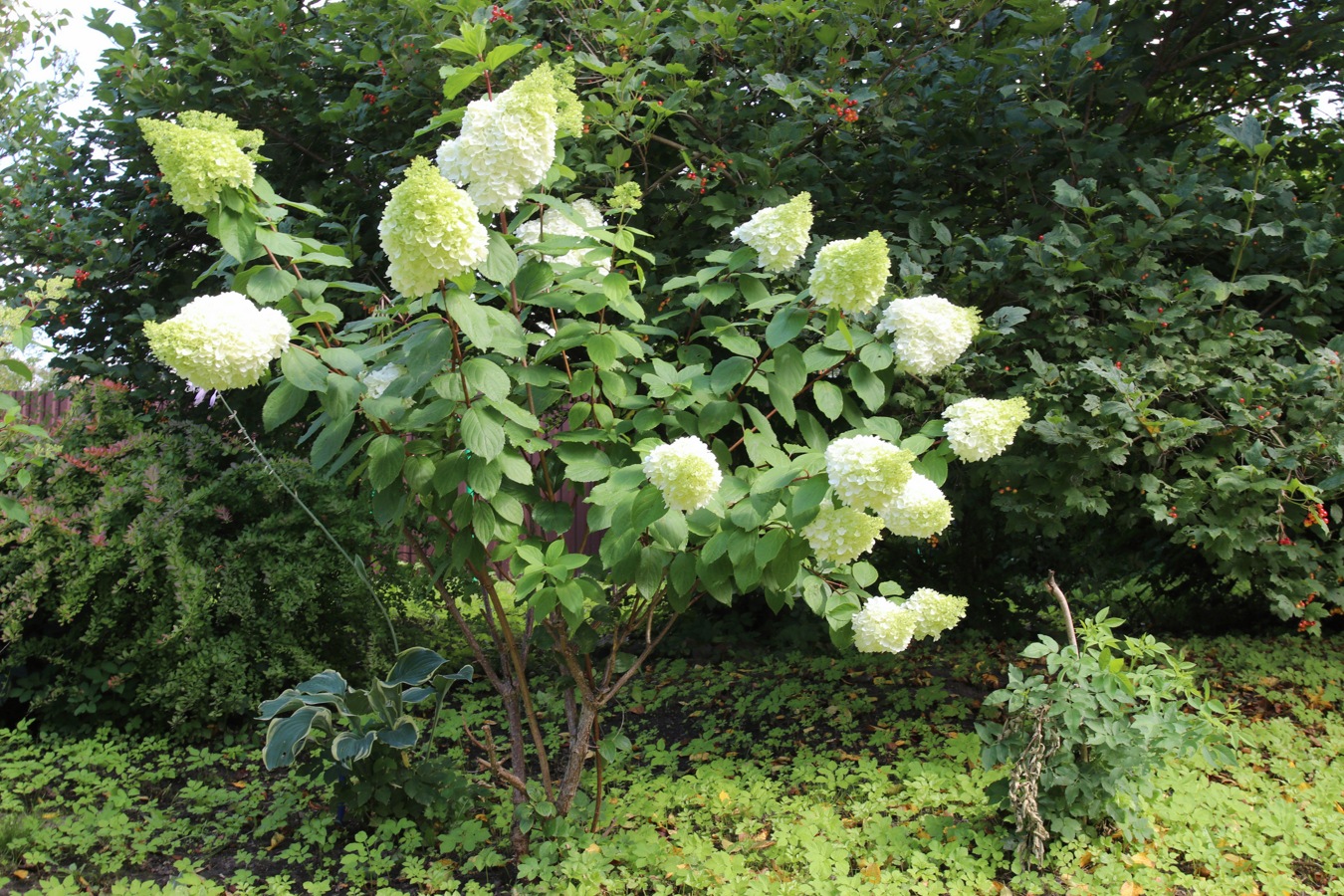 Image of Hydrangea paniculata specimen.
