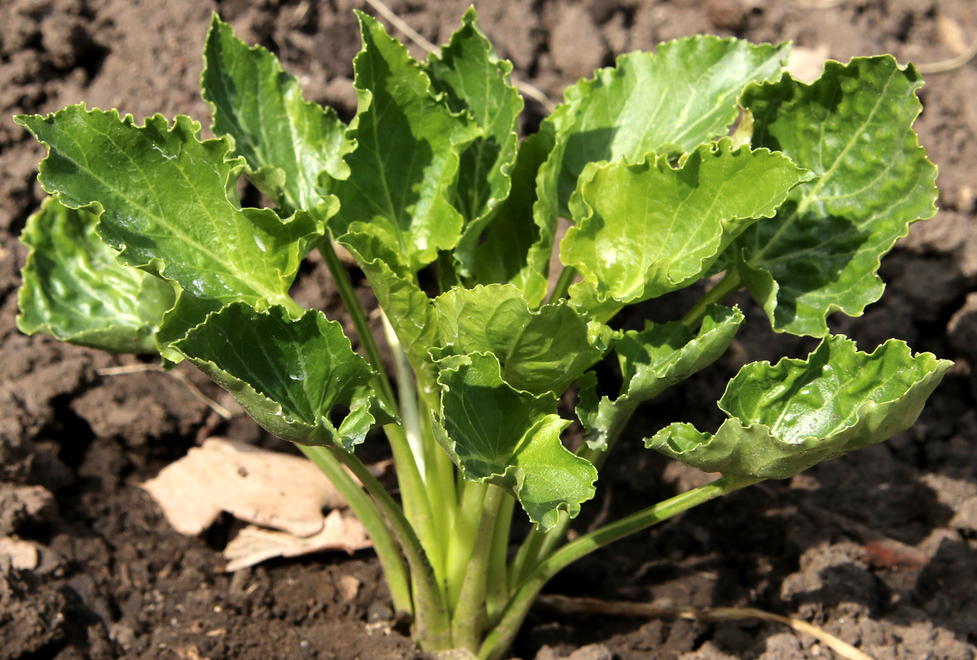 Изображение особи Campanula pyramidalis.