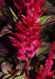Celosia argentea. Соцветие. Узбекистан, г. Ташкент, Юнусабадский р-н, парковая зона, в культуре. 18.09.2024.
