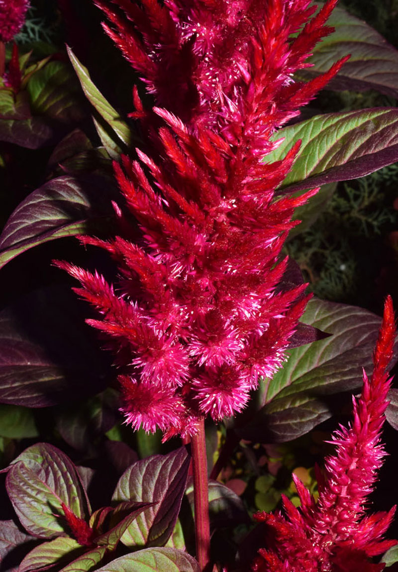 Изображение особи Celosia argentea.
