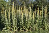 Verbascum thapsus. Заросль цветущих растений. Белгородская обл., Ракитянский р-н, Венгеровское сельское поселение, хут. Донцов. 13 июля 2021 г.