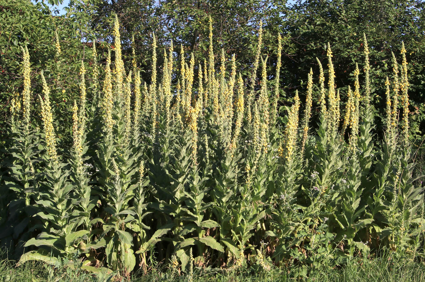Image of Verbascum thapsus specimen.