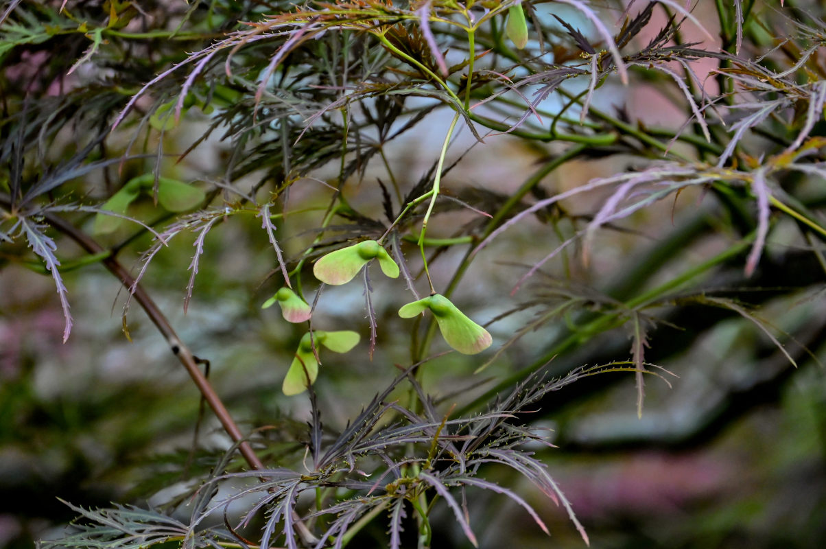 Изображение особи Acer palmatum.