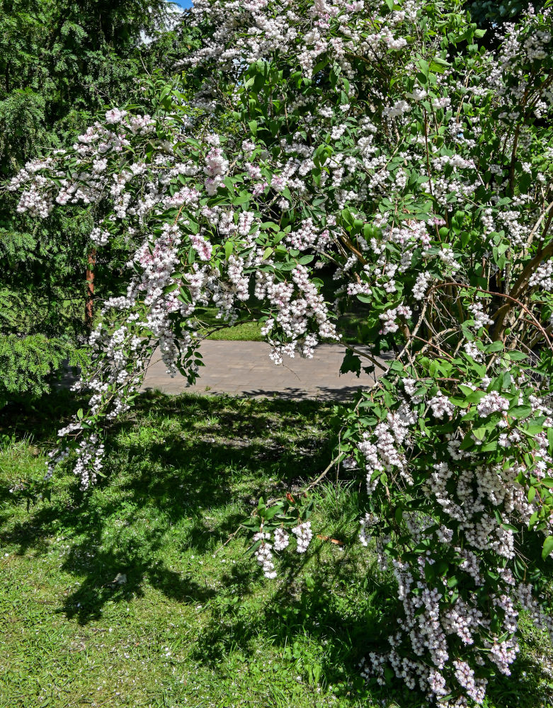 Изображение особи Deutzia scabra.