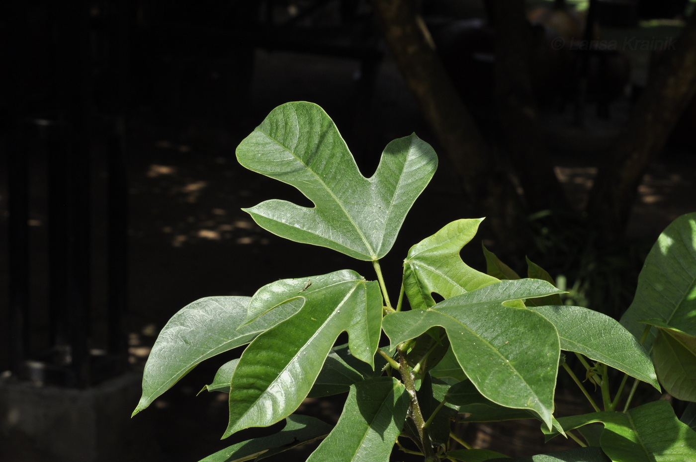 Изображение особи Jatropha integerrima.