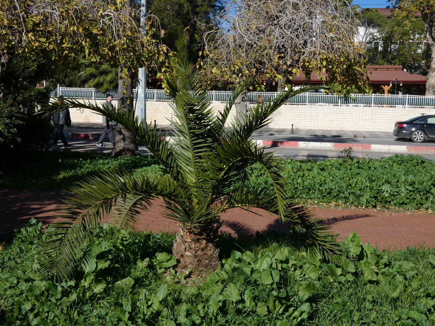 Изображение особи Phoenix canariensis.