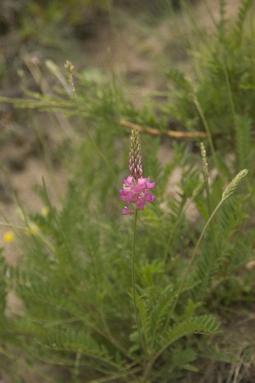 Image of genus Onobrychis specimen.