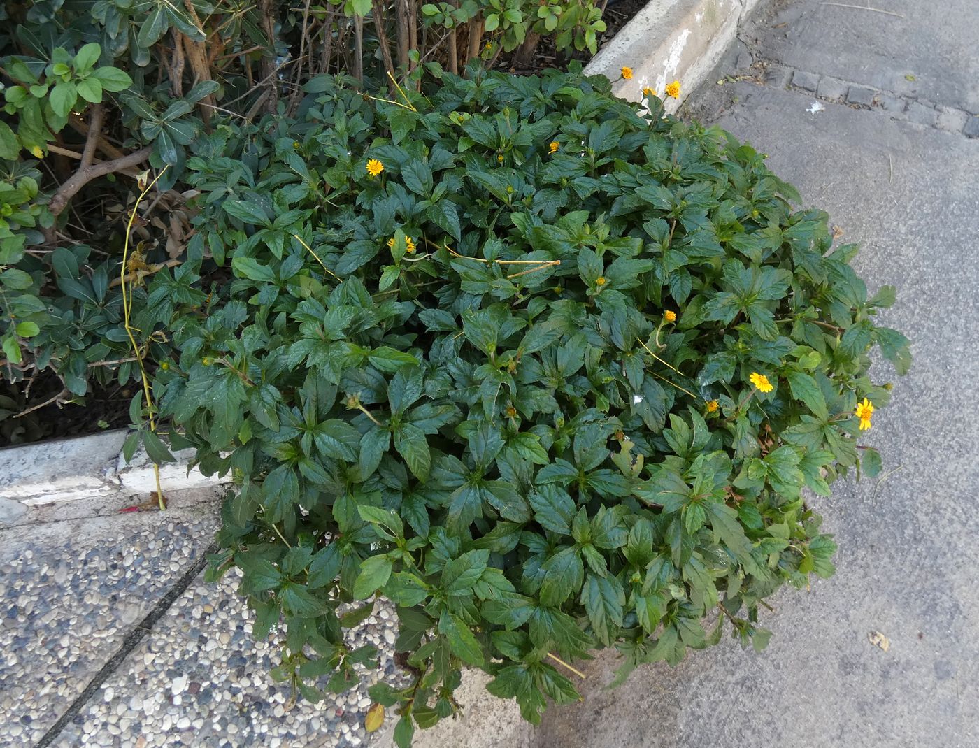 Image of familia Asteraceae specimen.