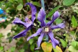 Clematis integrifolia. Цветки. Волгоград, Тракторозаводской р-н, пос. Латошинка. 03.09.2024.