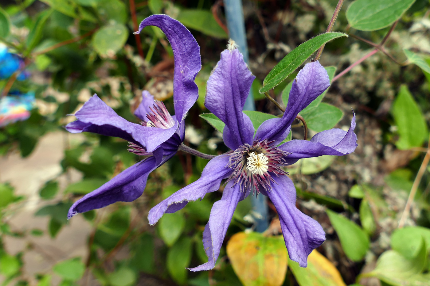 Изображение особи Clematis integrifolia.