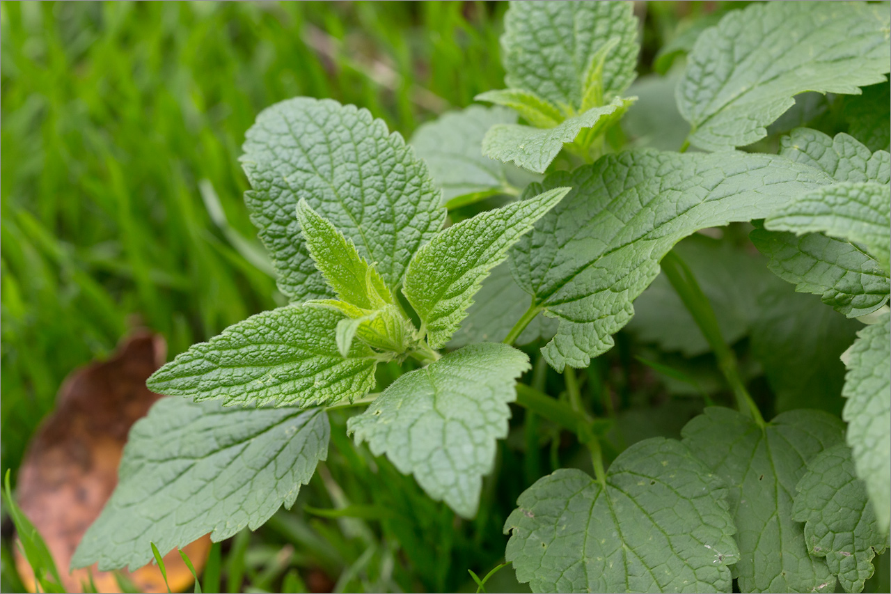 Изображение особи Lamium album.