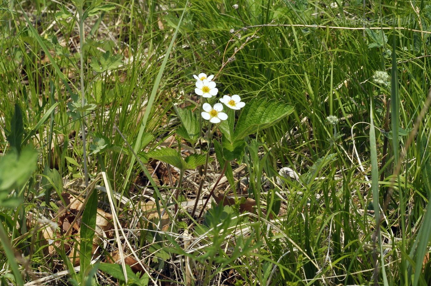 Image of Fragaria orientalis specimen.