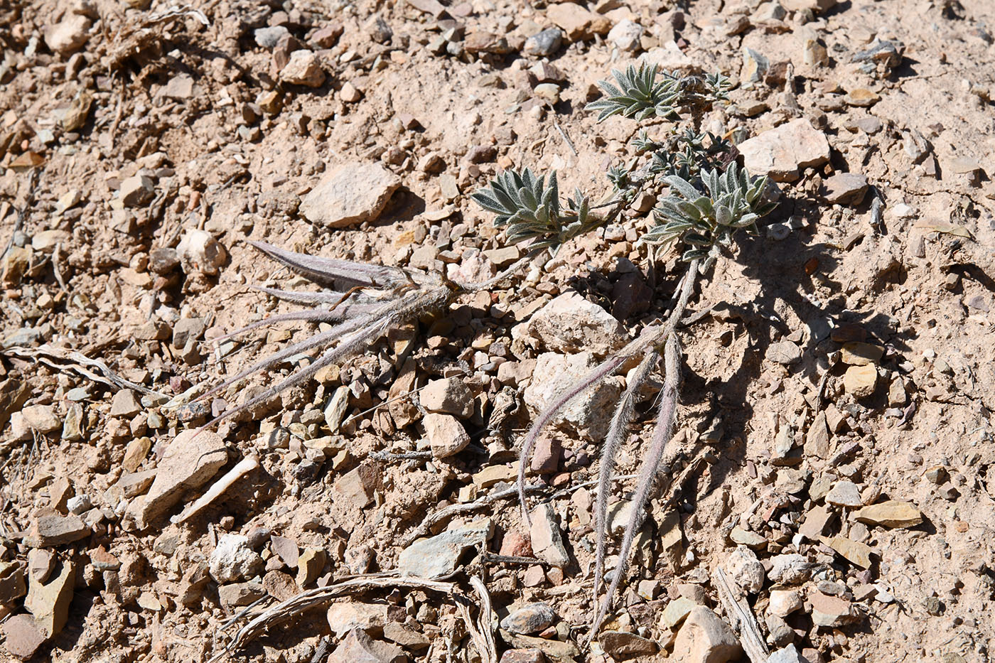 Изображение особи Astragalus dolichocarpus.