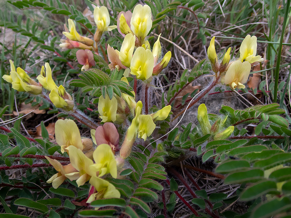 Image of Astragalus utriger specimen.