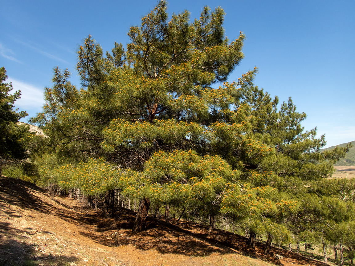 Изображение особи Pinus pityusa.
