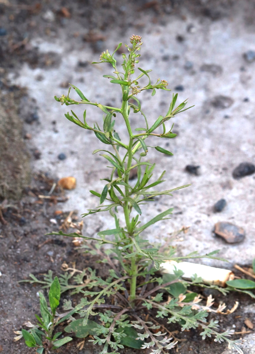 Изображение особи Lepidium ruderale.