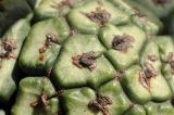 Pandanus tectorius. Часть зреющего плода. Вьетнам, пров. Кханьхоа, южные окр. г. Нячанг, пляж Бай Дай (Бай Зай), прибрежная дюна. 20.02.2026.