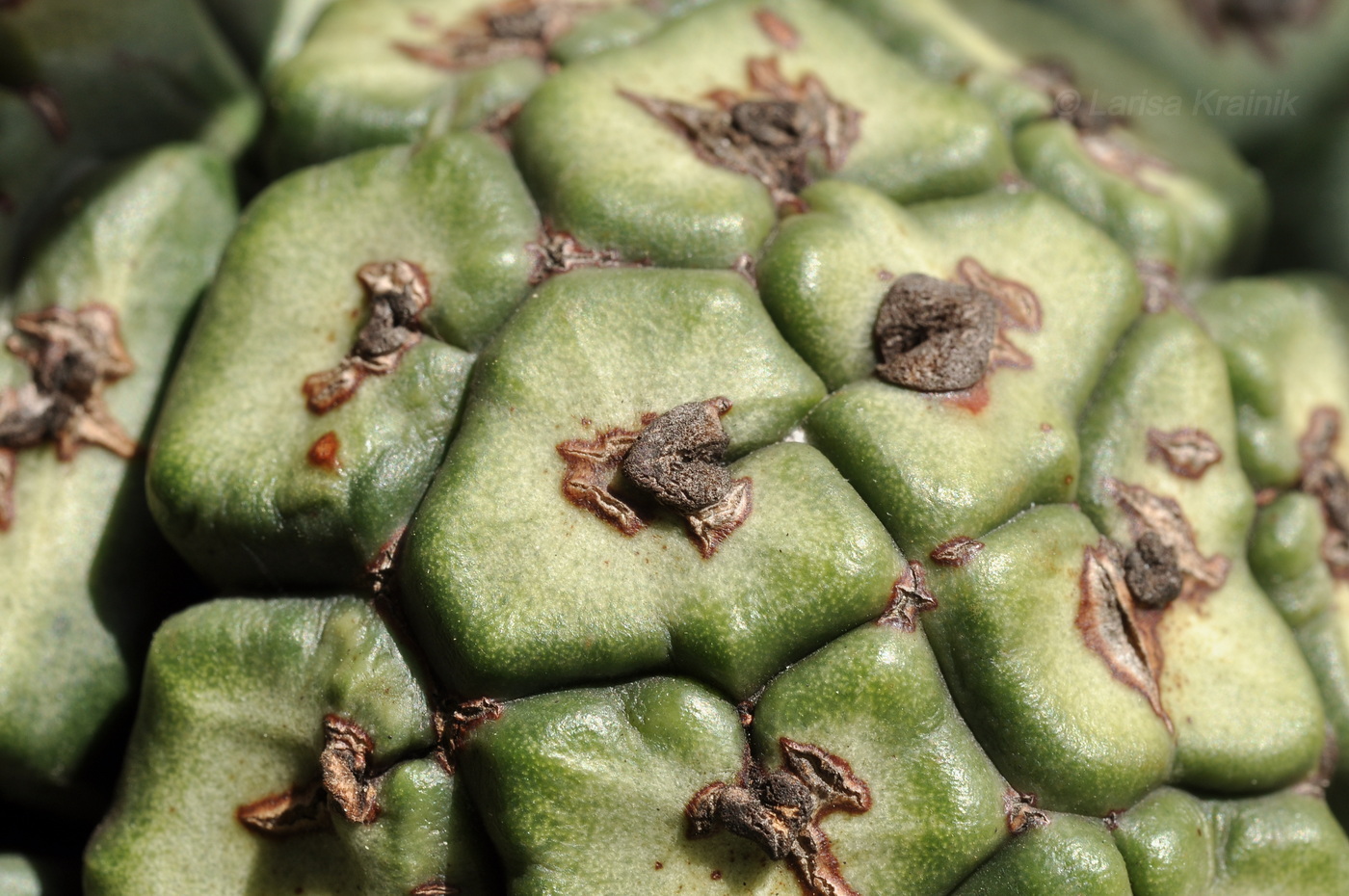 Image of Pandanus tectorius specimen.