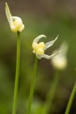 Allium paradoxum. Верхушки побегов с соцветиями c выводковыми луковичками. Дагестан, Казбековский р-н, окр. с. Дубки, дубово-грабовый лес. 28.04.2026.