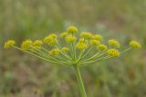 Zosima absinthifolia. Соцветие. Дагестан, Кумторкалинский р-н, дол. р. Шураозень, степной склон. 28.04.2026.
