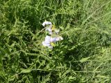 Solanum sisymbriifolium. Верхушка цветущего растения.