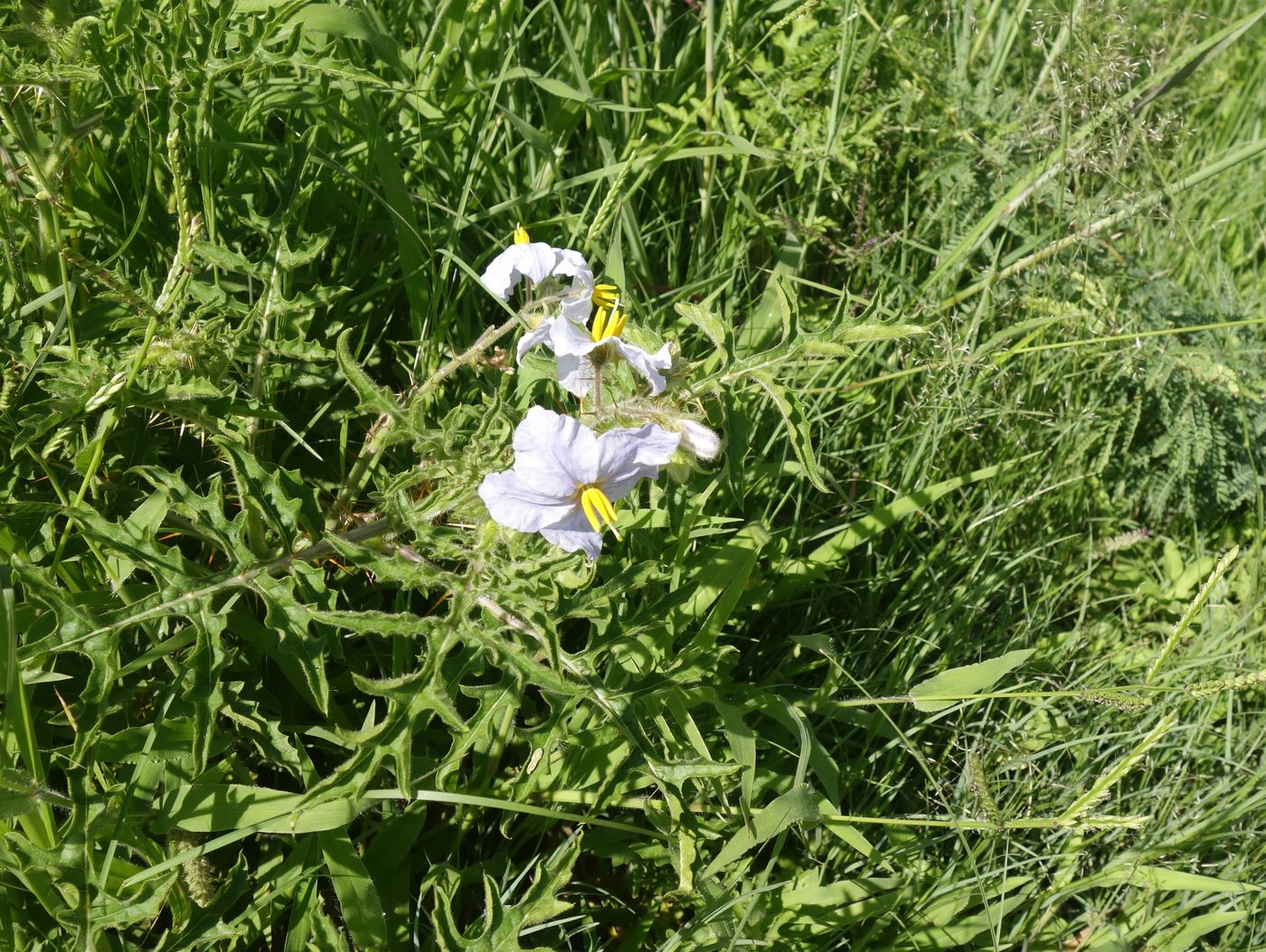 Image of Solanum sisymbriifolium specimen.