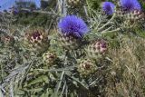 Cynara scolymus. Верхушки побегов с соцветиями разной степени развития. Испания, Каталония, пров. Жирона, комарка Баш Эмпорда, муниципалитет Калонже, в культуре. 14.06.2026.