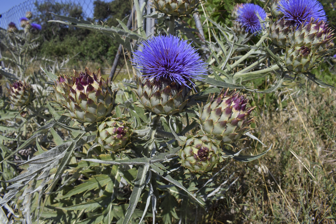 Image of Cynara scolymus specimen.