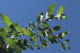 Salix phylicifolia. Ветвь с погрызенными листьями, галлом и гнездом пенницы (видна абаксиальная поверхность листьев). С.-Петербург, Петергоф, Луговой парк, Бабигонская возвышенность, северное подножие, сырой вторичный лес, у тропы. 07.06.2026.