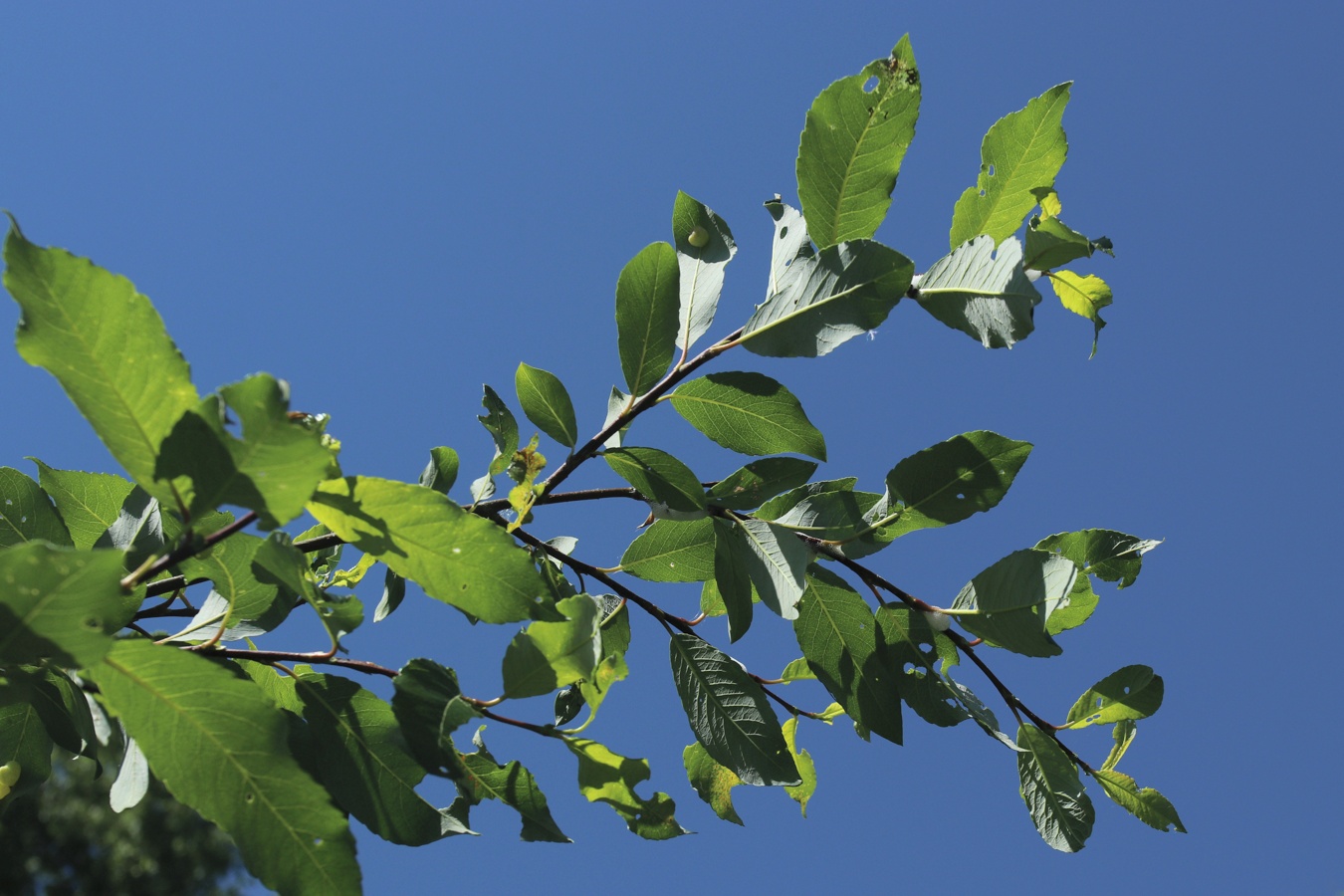 Image of Salix phylicifolia specimen.