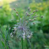 genus Allium. Соцветие. Краснодарский край, г. Новороссийск, окр. села Мысхако, приморский склон, в зарослях кустарника. 05.07.2026.