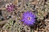 genus Cynara. Распустившееся и нераспустившееся соцветия. Португалия, округ Бежа, окр. г. Карвальял, каменистый склон. 06.06.2026.