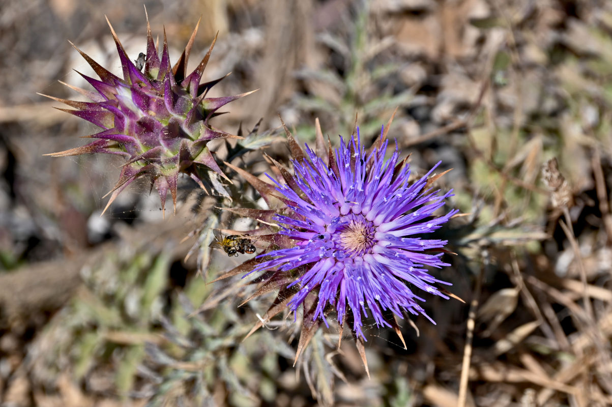 Image of Cynara humilis specimen.