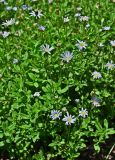 Felicia amelloides