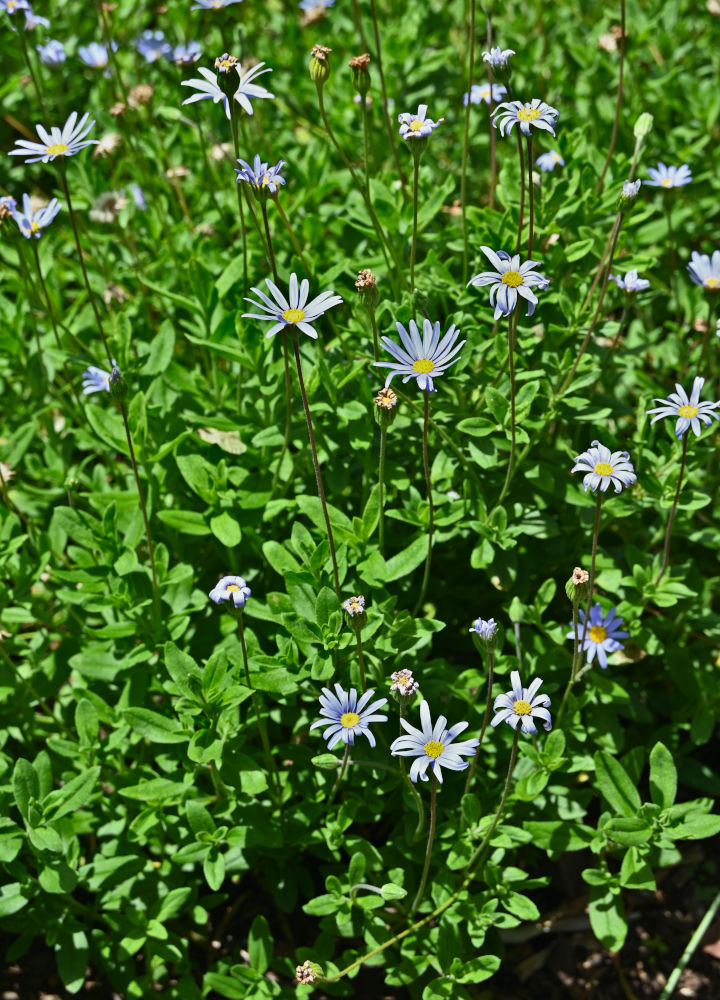 Image of genus Felicia specimen.