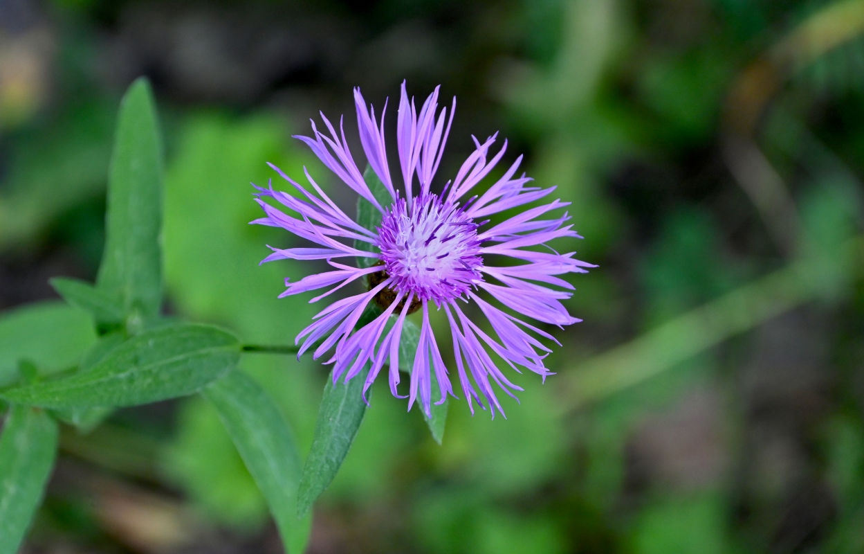 Image of Centaurea jacea specimen.