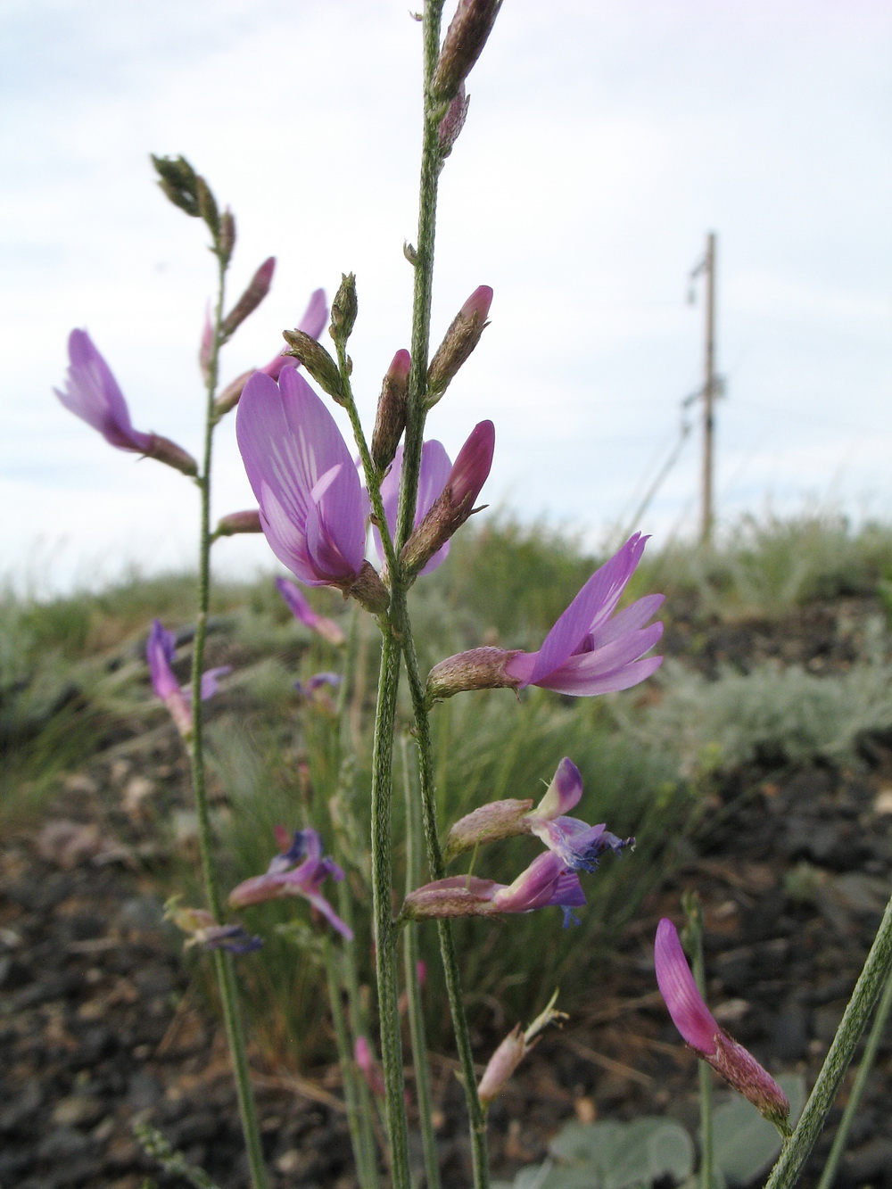 Image of Astragalus scoparius specimen.