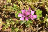 Malva sylvestris