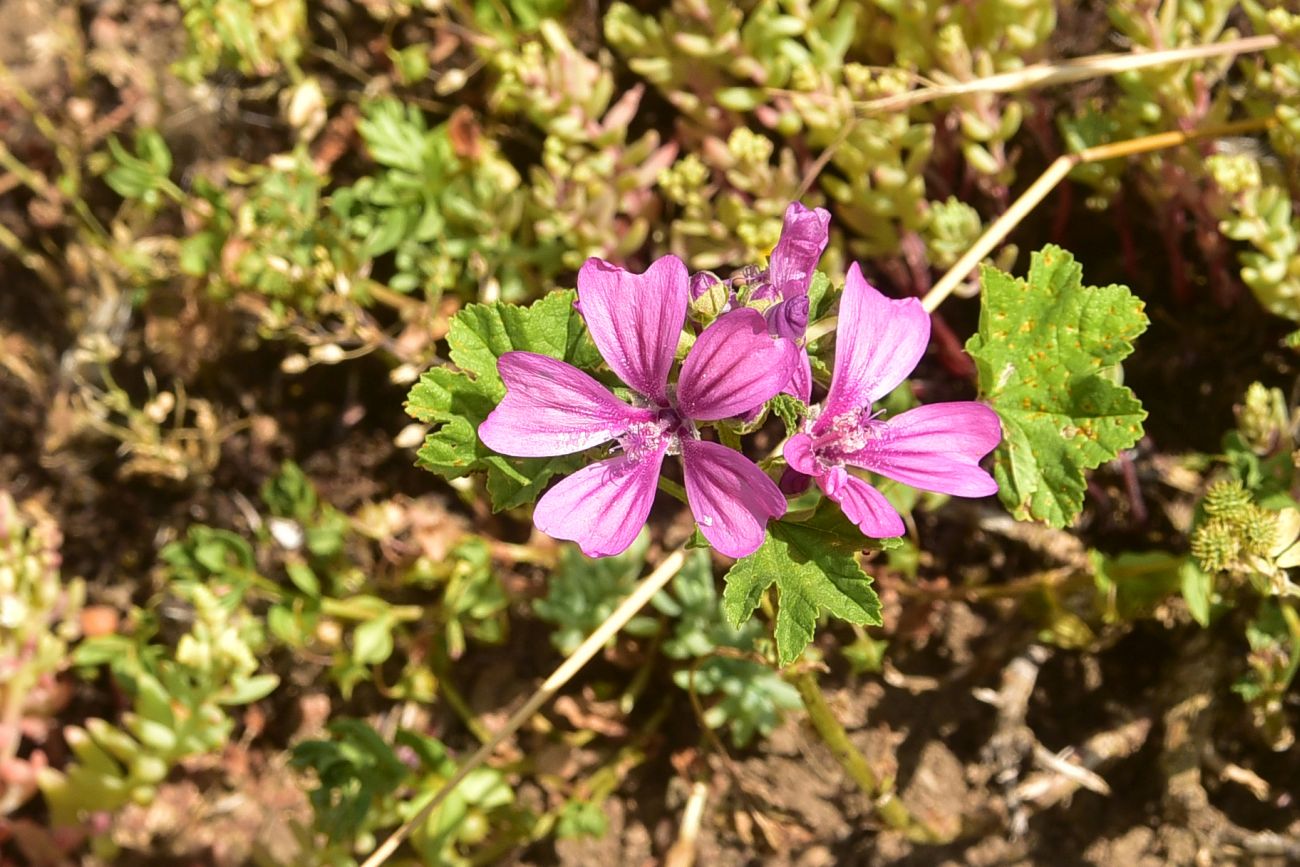 Image of Malva sylvestris specimen.