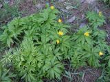 Anemone ranunculoides