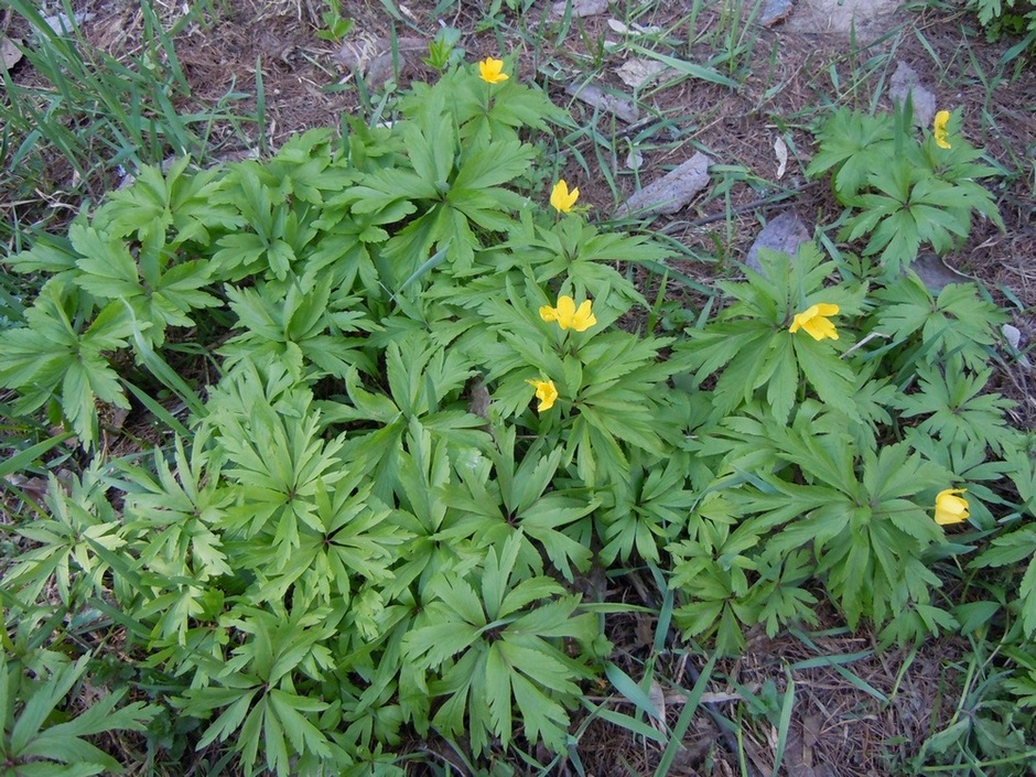 Изображение особи Anemone ranunculoides.