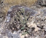 семейство Lamiaceae